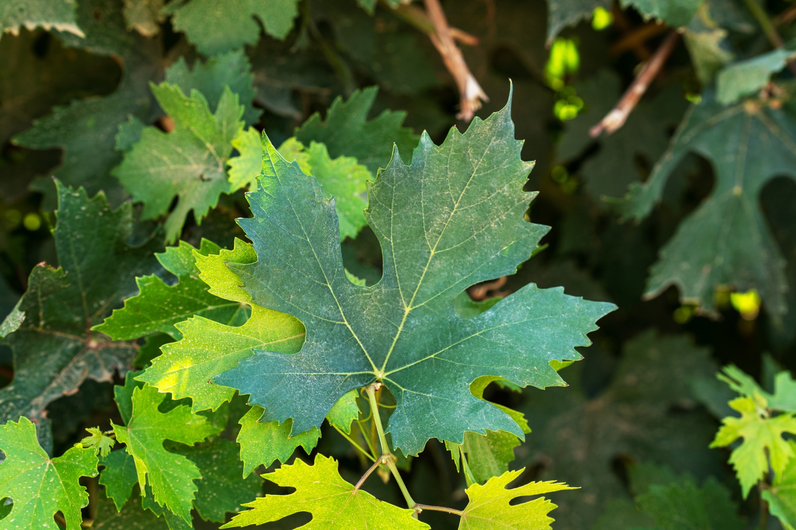 Эксперт рассказывает: Анчелотта Таманская